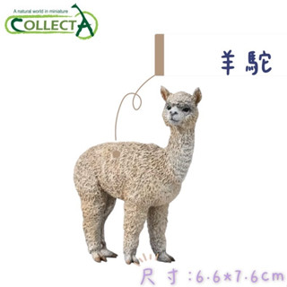 CollectA 英國高擬真模型 羊駝 幼山大地猩猩 環尾狐猴 印度黑羚 鬃狼 公鵝 母鵝 水豚