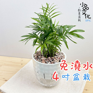 【小品文化】袖珍椰子【現貨】4吋鑽石免澆水盆栽 室內植物 室內盆栽 懶人盆栽 水培植物 水培盆栽 室內盆栽 觀葉植物