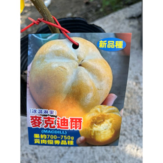 麥克迪爾 冰淇淋果 / 4.5～嫁接果樹苗木⋯