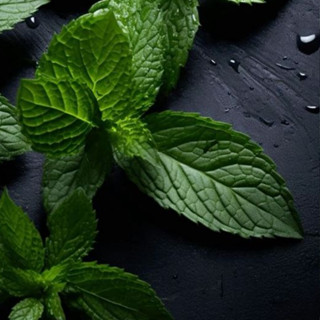 純精油 薄荷精油 Peppermint Essential Oil 植物草本純精油-/
