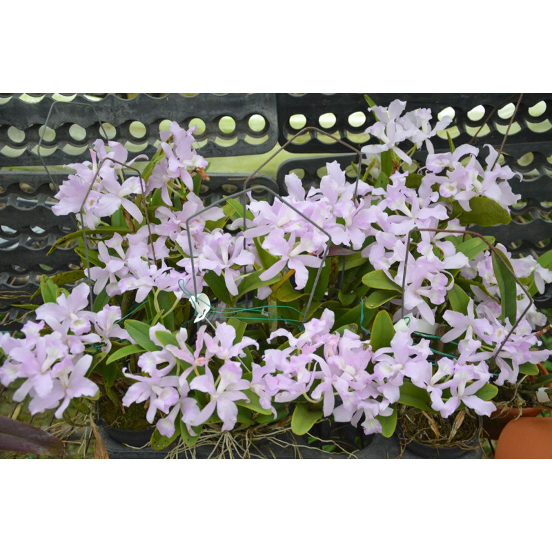C. skinneri . coerulensis "Orchidglade"#211