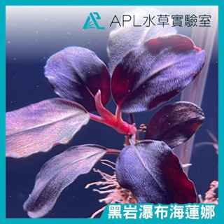 APL水草實驗室 - 黑巖瀑布海蓮娜 黑巖 圓葉辣椒榕 神秘草 水中葉