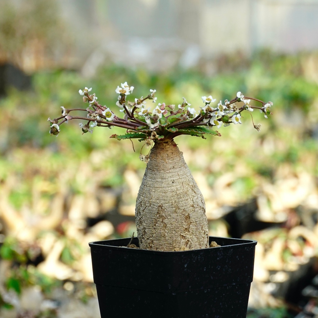 MEDICOM TOY - VCD Euphorbia obesa GRAY メディコムトイ サボテン VCD Euphorbia obesa var.GRAY – BOTANIZE