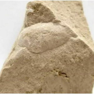 【化石的家】美國sea turtle egg fossil