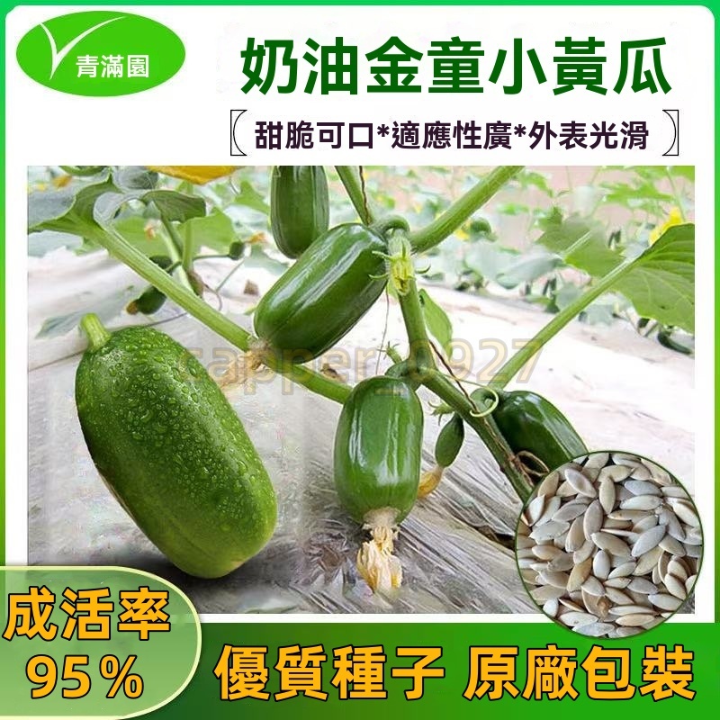 官方自營【原廠包裝】迷你金童水果小黃瓜種子光滑無刺口感脆甜清爽四季易種拇指黃瓜籽 黃瓜種子大全