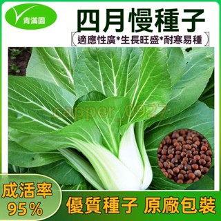 官方自營【原廠包裝】四月慢五月慢上海青菜種子 約1000粒 青菜種籽小油菜雞毛菜盆栽春秋四季蔬菜種子