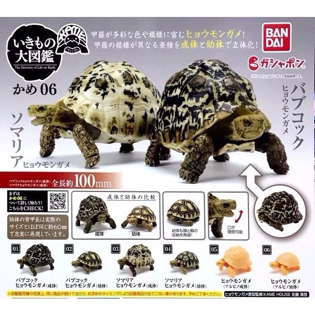 萬代 環保可動烏龜 環保可動陸龜 豹龜 第六彈 六款合售（全新未拆封）