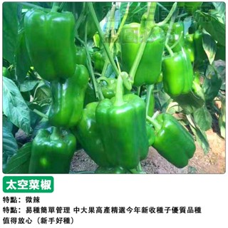 【48h出貨】太空椒種子（小辣） 長方椒荷蘭椒高產圓椒菜椒四季播種辣椒種子盆栽蔬菜種子#hot pepper