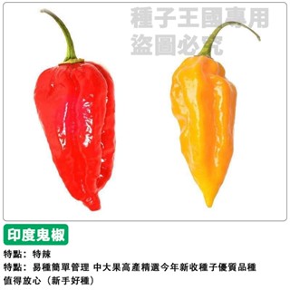 【48h出貨】印度鬼椒種子（巨辣謹慎！！）印度魔鬼辣椒~超級無敵辣！百萬變態辣度~蔬菜種子#hot pepper