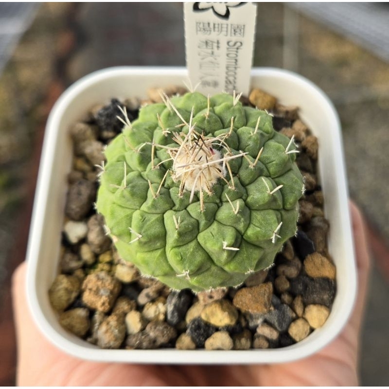 陽明園 仙人掌 菊水 Strombocactus disciformis