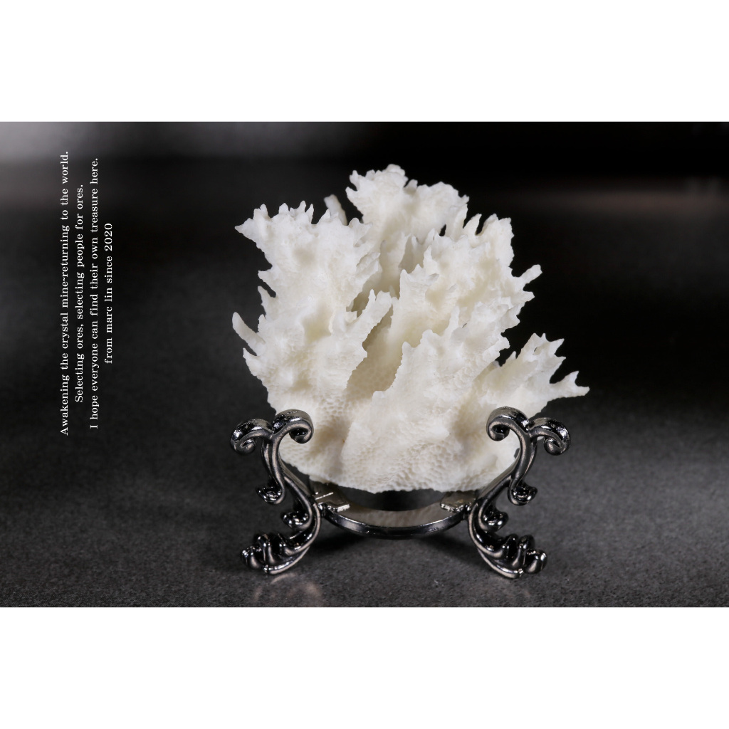 白珊瑚 天然物 置物 約21cm 白珊瑚擺飾的價格推薦- 2025年