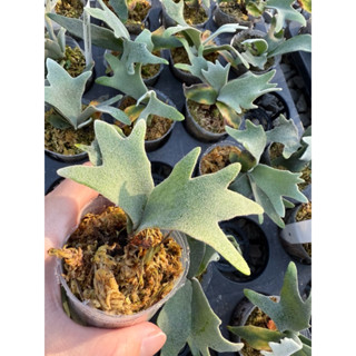細菌鹿角蕨 其他品種蕨類皆有販售
