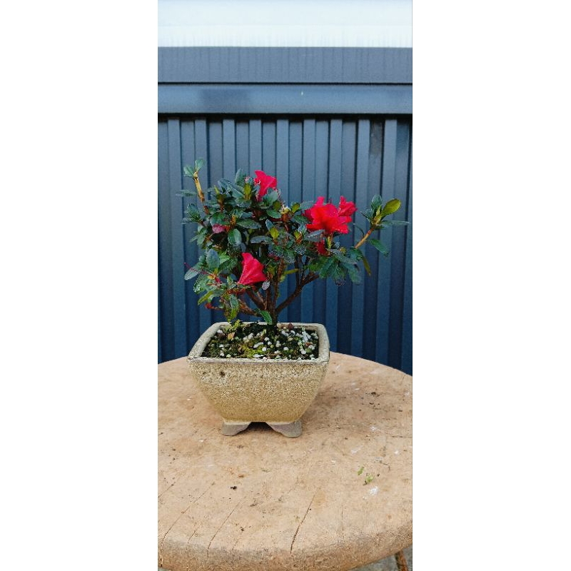 紅梅盆栽的價格推薦- 2025年12月| 比價比個夠BigGo