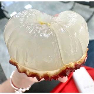 大丁香荔枝苗🟡矮化-盆栽🟡快速產果高壓技術+最新品種 無籽荔枝 霸王荔枝苗 玉荷包 黑葉荔枝苗 玫瑰紅荔枝苗 鵝蛋荔枝