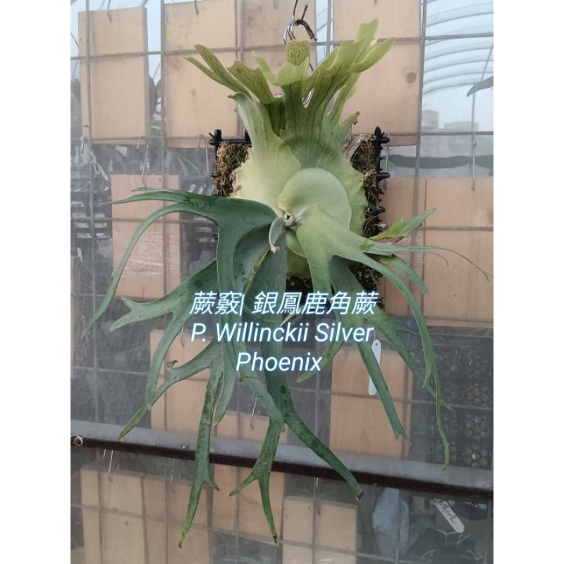 蕨竅~銀鳳凰鹿角蕨|銀鳳鹿角蕨|側芽販售|P.Silver phoenix
