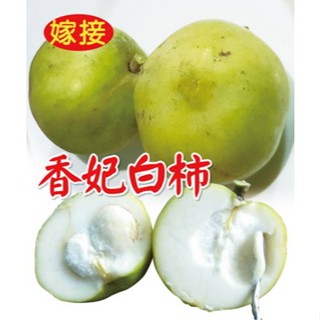 香妃白柿苗🟡嫁接苗🟡冰淇淋果苗🟡W4白柿苗 冰淇淋果 大星膠核白柿苗 黃蜜白柿苗 綠霸白柿苗 白柿 白柿苗
