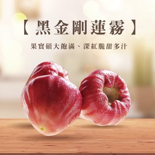 黑金剛蓮霧苗🟡最新高壓矮化技術.可快速盆栽產果🟡紅巴掌蓮霧苗 巧克力蓮霧苗 蓮霧苗 黑珍珠蓮霧苗 香水巴掌蓮霧苗