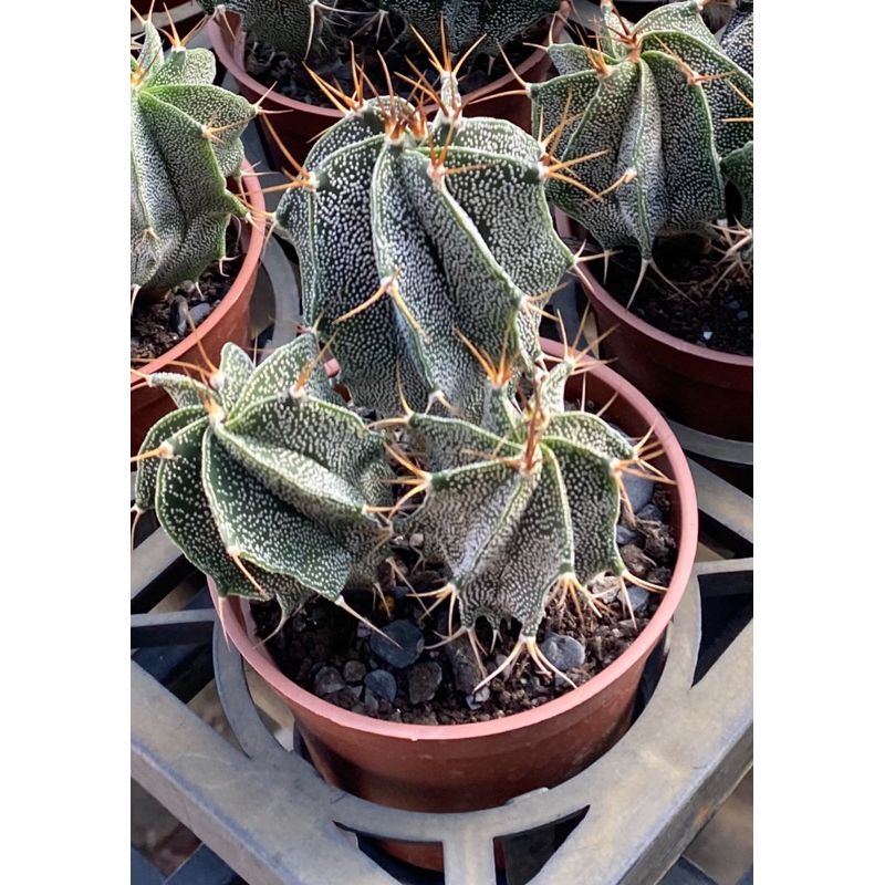 般若 開花很美~多肉植物-仙人掌、仙人球3吋盆｜含盆含介質｜多肉植栽 實物拍攝2025/1月