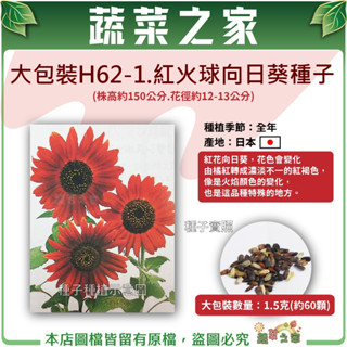 【蔬菜之家滿額免運】大包裝H62-1.紅火球向日葵種子1.5克(約60顆)(株高約150公分.花徑約12-13