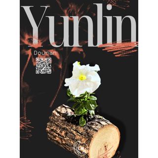 新品特惠下單請先聊聊📣香樟原木盆栽 原木花盆 植栽盆 天然樹盆 多肉植盆 樹皮桶 蠟燭臺