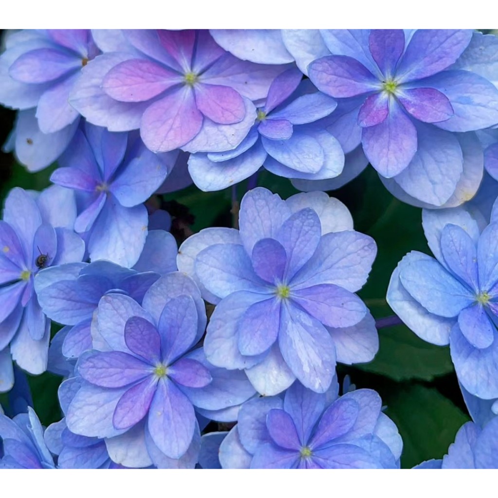 【人氣繡球花苗品種專區アジサイ】――➤〖佳澄 | カスミ〗――出自【日本加茂花菖圃園】