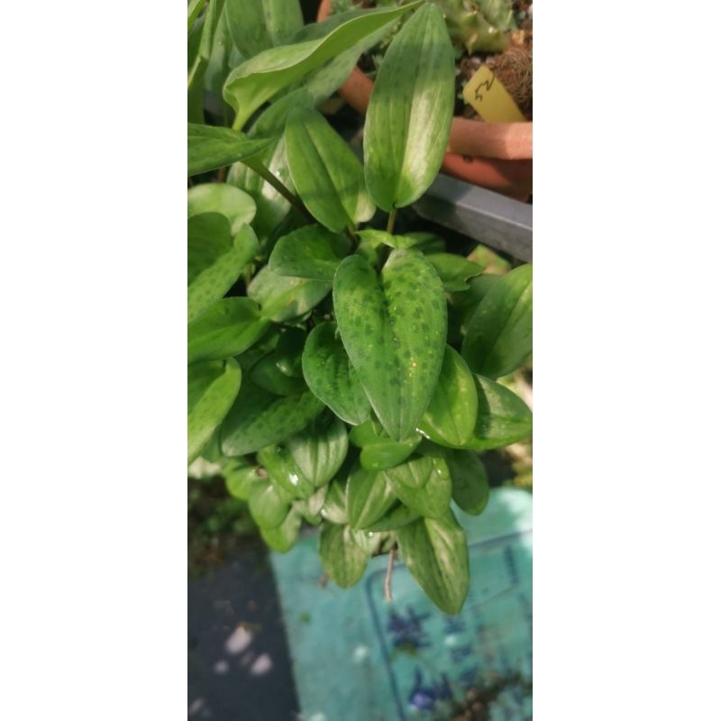 油點百合 會香 球莖出貨 仙毬園