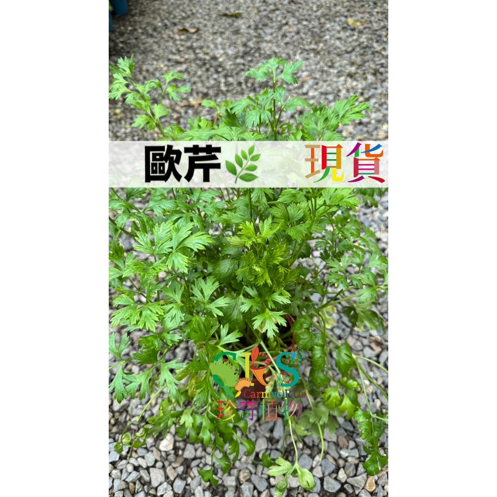 歐芹 5-6吋盆寄出 洋荽 荷蘭芹 洋香菜 Parsley 捲葉巴西里 香草植物 香料 觀葉植物 珍奇植物