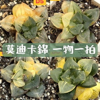 ≡植綠人生≡🌴莫迪卡錦🌴阿兜仔交種錦🌴天堂花錦🌴一物一拍📷百合科│十二卷屬│多肉植物│玉露│療癒│植栽│盆栽│送禮│