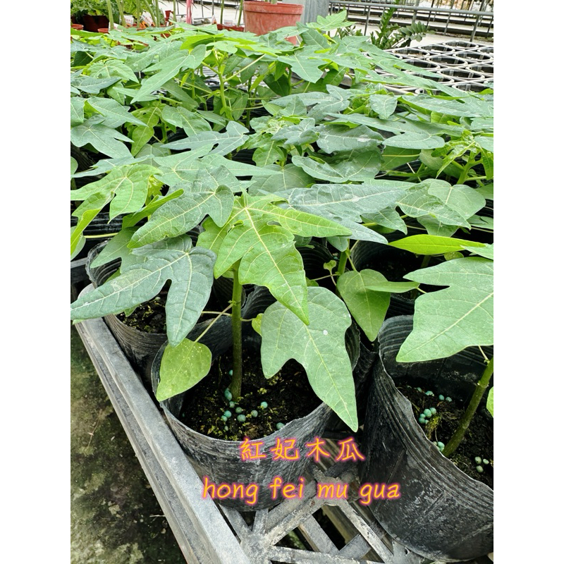 植物空間 紅妃木瓜3.5吋 水果苗 果樹新興 矮種 產量大