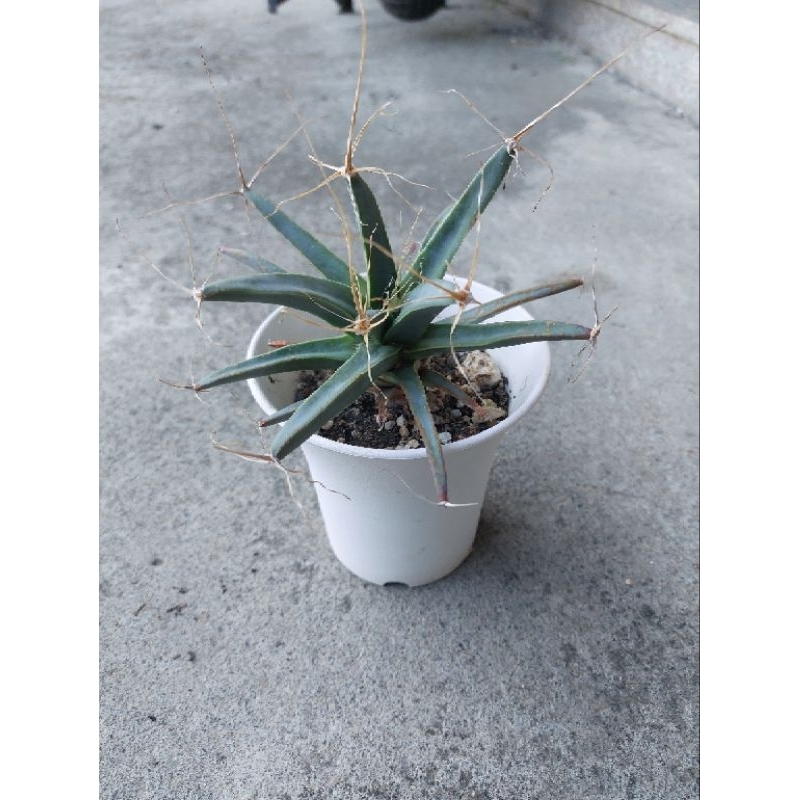 光山仙人掌，（目前置於4吋盆）（多肉植物）