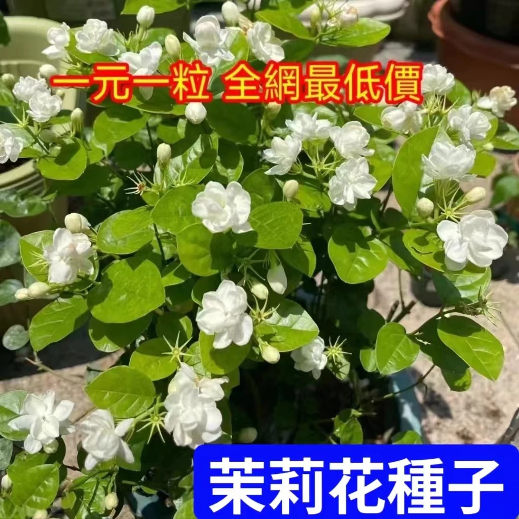 ✔💥【茉莉花種子】香水茉莉 虎頭茉莉 華蓋茉莉 金茉莉 茉莉花籽 濃香型花卉種子 驅蚊蟲 小院陽台種子可盆栽地栽四季茉莉
