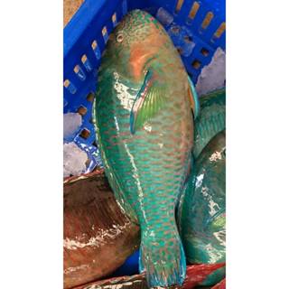 【漁讚】澎湖鸚哥魚排 現流鸚哥魚 鸚哥魚清肉片 鸚哥魚排 鸚哥魚片 鸚哥魚 鸚哥魚 澎湖鸚哥 海釣鸚哥魚 鸚哥 海鮮宅配