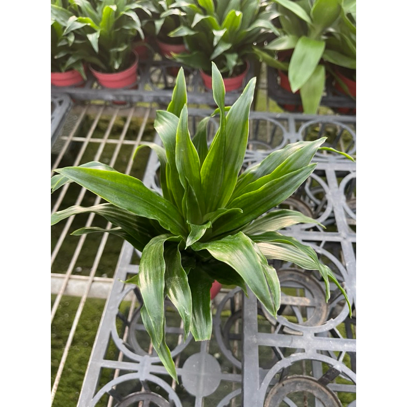 🪴綠植田園🪴阿波羅千年木/阿波羅/千年木/3寸盆/觀葉植物