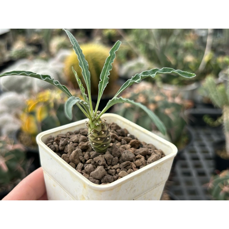 euphorbia hadramautica的價格推薦- 2025年12月| 比價比個夠BigGo