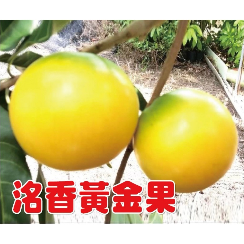 洺香黃金果 平地山坡皆適合種植  果實擁有金黃亮麗外觀