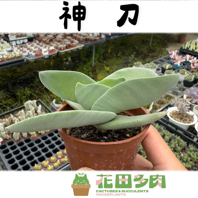 《花田多肉》🌵【神刀】 3吋盆 多肉植物/仙人掌/戶外植物/景天科