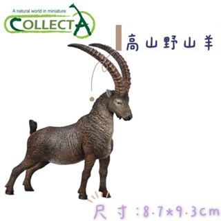 collectA 高山野山羊英國高擬真模型 卡普拉北山羊 阿爾卑斯野山羊 羱羊 動物模型 商品尺寸8.7x9.3cm