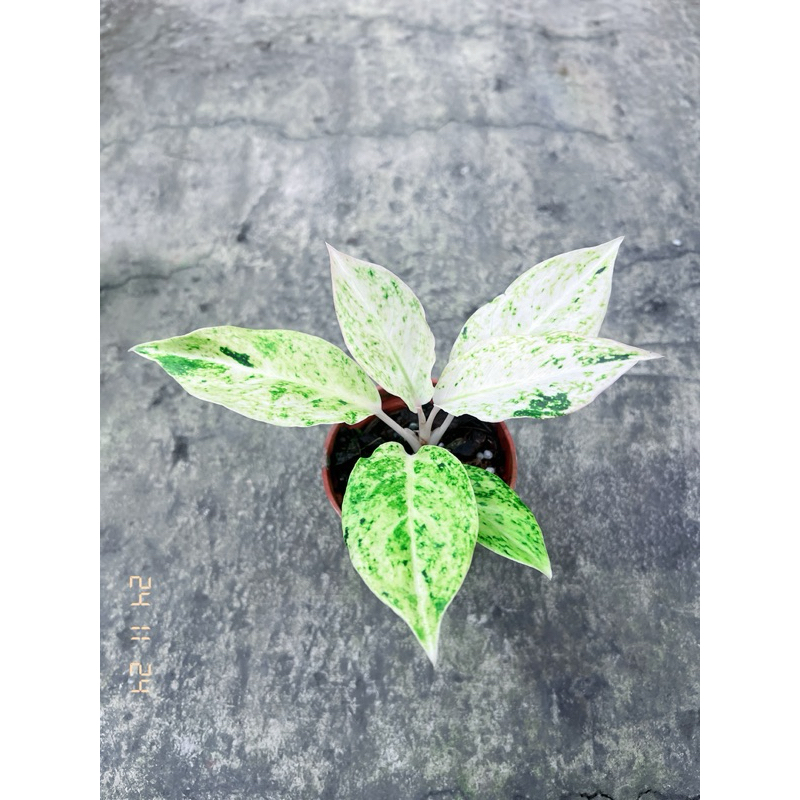 《JC小品園藝》青蘋果粗肋草3寸盆/植栽/植物/園藝/花藝/室內盆栽/半日照植物/觀葉植物/綠化植物/淨化空氣