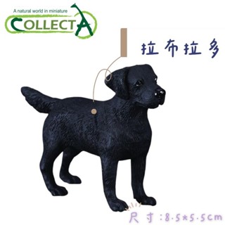【MRW】CollectA 英國高擬真模型 拉布拉多 貴賓狗 大麥町 米格魯 模擬 野生動物 動物模型 公仔 長約九公分