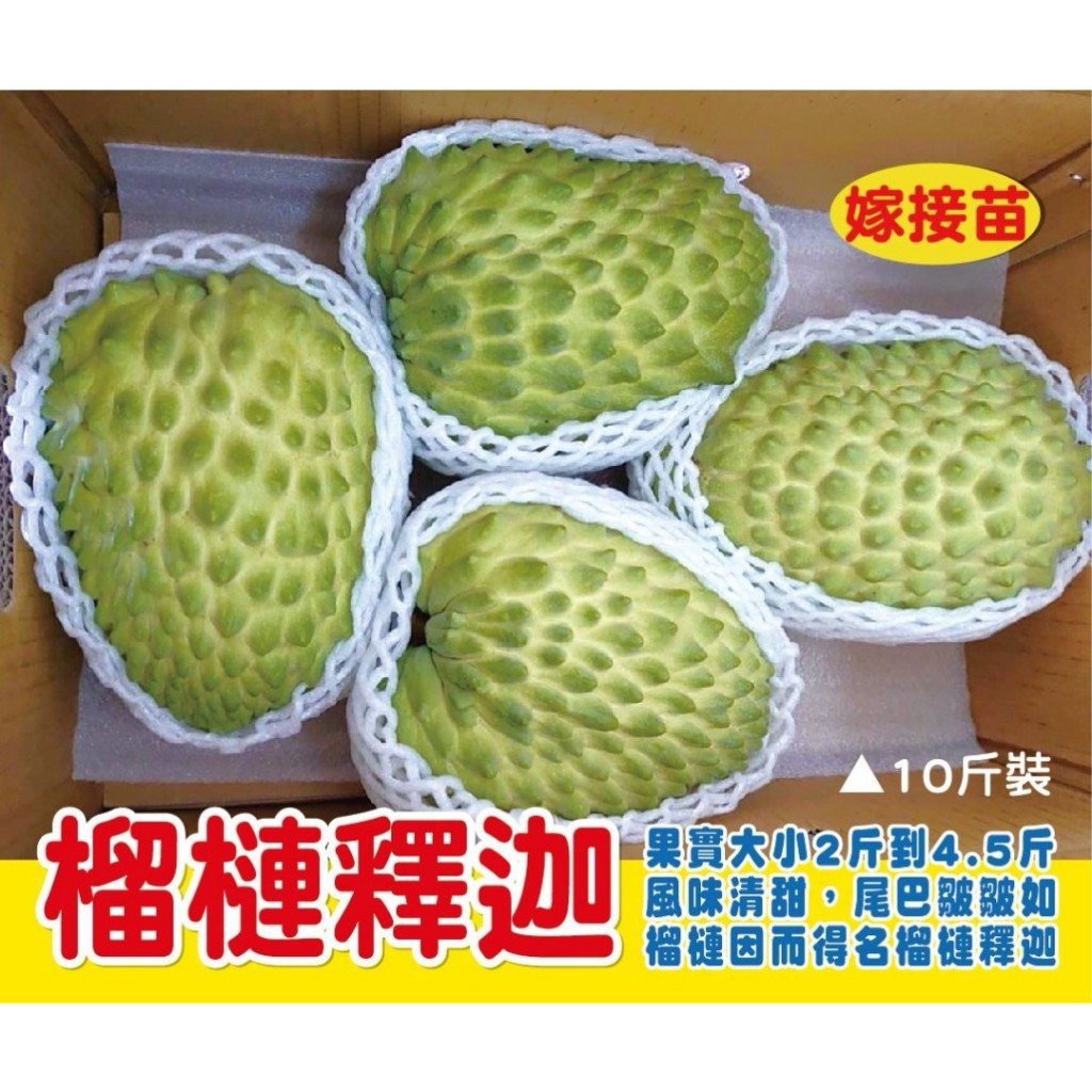 榴槤釋迦嫁接苗 平地山坡皆適合種植  種植簡單 好管理