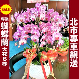 🔥北市專車送🌹蝴蝶蘭花禮(6株)桌上型🌹開幕盆栽/開幕送禮/過年盆花/開幕花禮/公司喬遷/榮陞/展覽/蘭花/新居落成