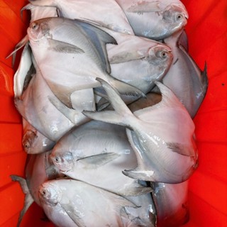 【漁讚】澎湖野生白鯧魚／野生白鯧魚／白鯧魚／白鯧／鯧魚／正鯧／正白鯧／現流白鯧／澎湖白鯧魚／海鮮／水產／鮮魚