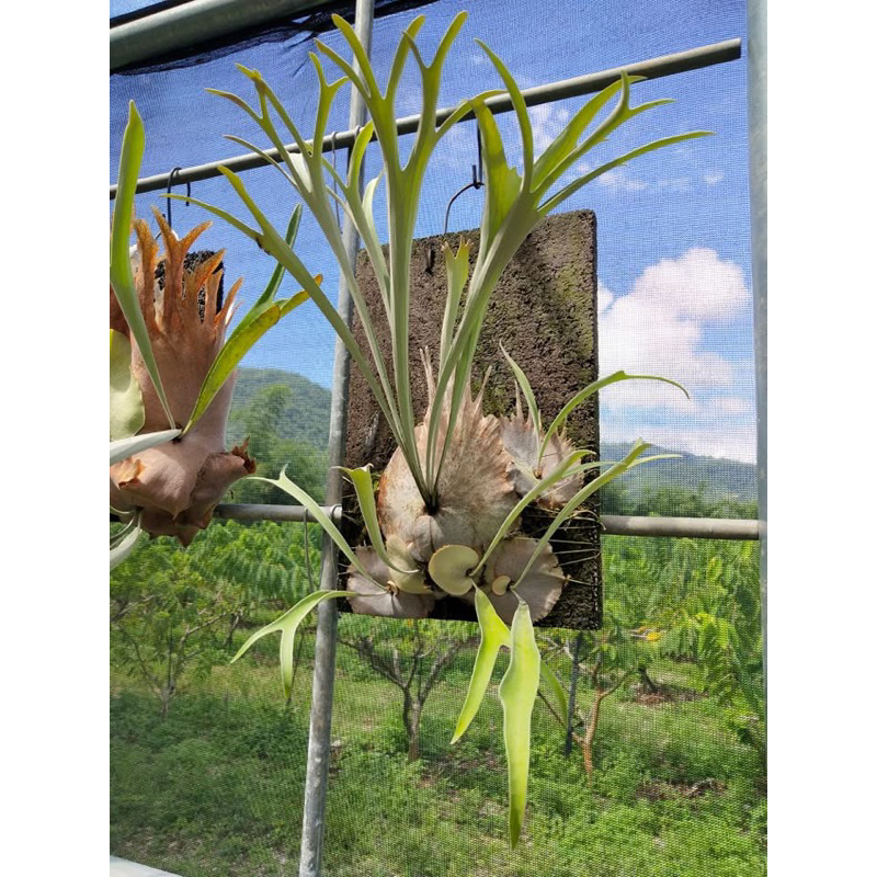 Veitchii Wild的價格推薦- 2025年9月| 比價比個夠BigGo