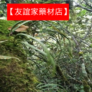 【友誼家藥材店】腎精草 野生長白山化石草結排中草藥幹貨溶石腎精茶養生茶泡酒藥材新鮮優質天然食補慢烘鎖鮮無硫原色新鮮100