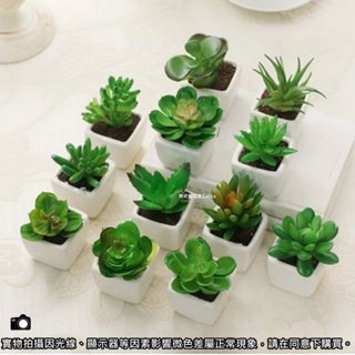 模擬盆栽 迷你植物仿 人造綠植 模擬多肉植物 園藝