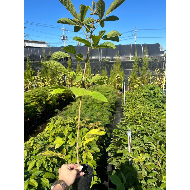 青山苗木園藝～黃花風鈴木3吋50-60公$70/棵