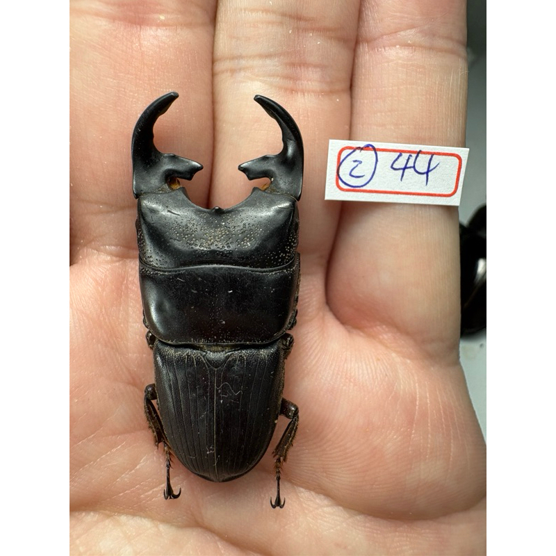 昆蟲標本（死的非活體）婆羅洲斧頭肥角Aegus punctipennis 大型個體