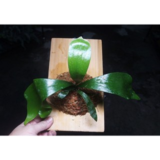 @柯比植物@ 鹿角蕨 駝鹿 上板(實木松木板) 收到可直接掛牆 上板植物 鹿角蕨上板
