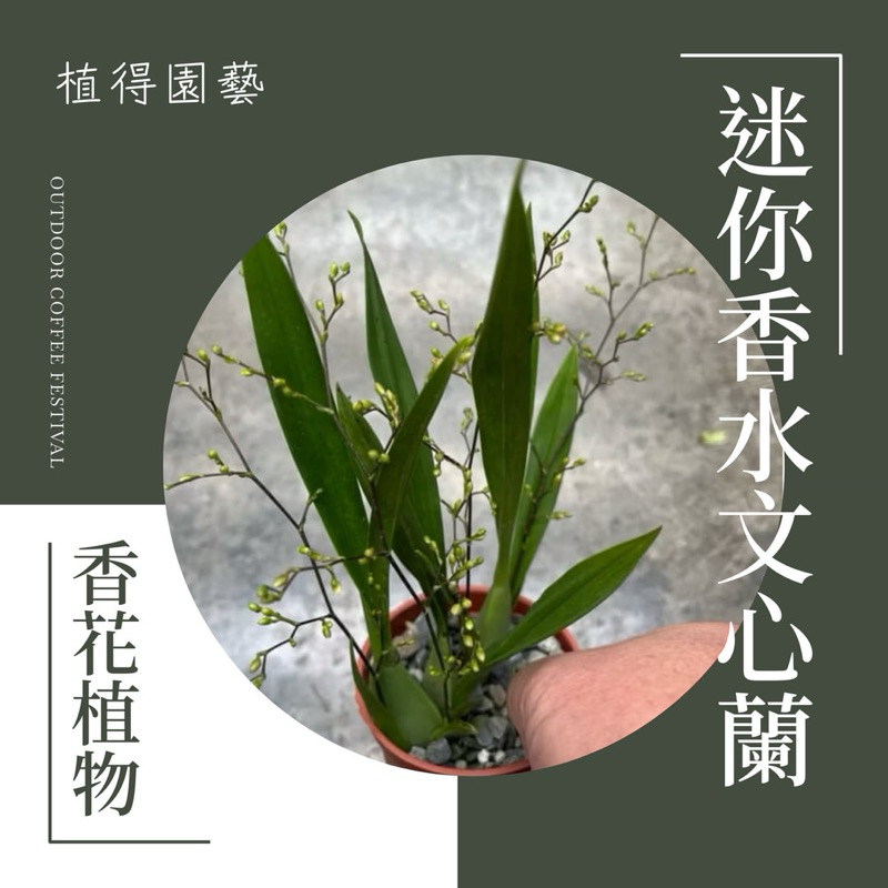 植得｜迷你香水文心蘭｜多年生香花植物