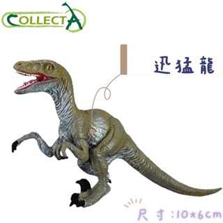 【MRW】CollectA 迅猛龍 模擬 擬真 侏儸紀 恐龍模型 動物模型